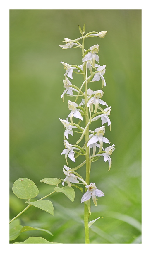 Orchidee Venete 2025 - 11