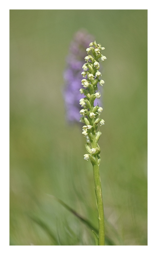Orchidee Venete 2025 - 11