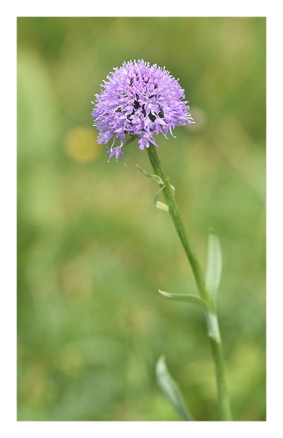 Orchidee Venete 2025 - 11