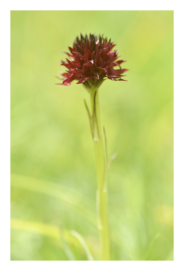 Orchidee Venete 2025 - 7