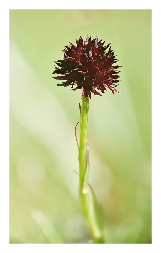 Orchidee Venete 2025 - 7