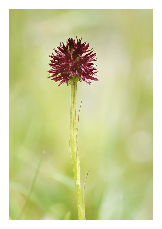 Orchidee Venete 2025 - 7