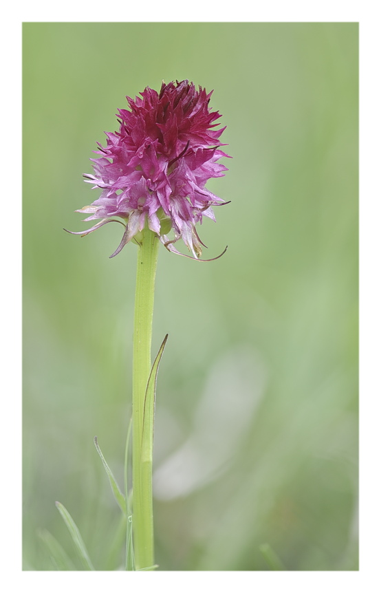 Orchidee Venete 2025 - 7