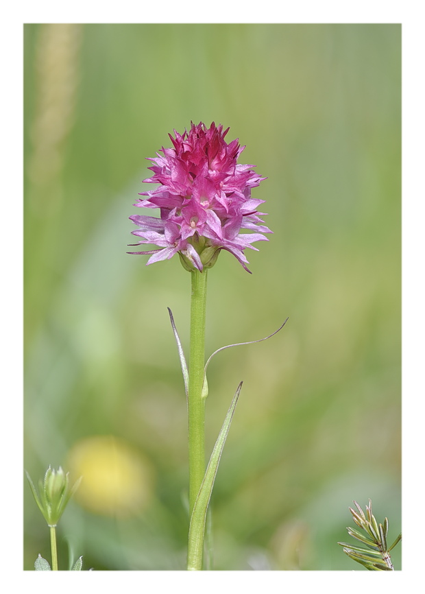 Orchidee Venete 2025 - 7