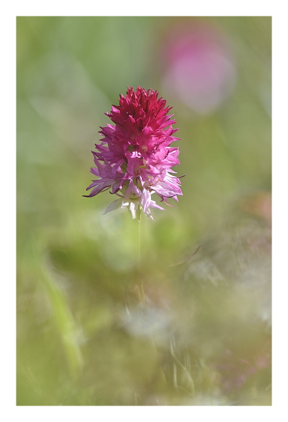 Orchidee Venete 2025 - 7
