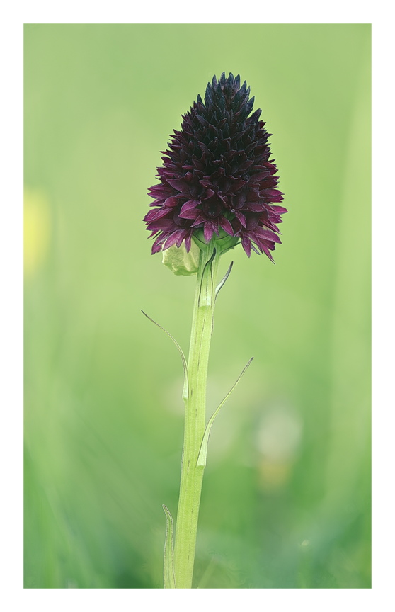 Orchidee Venete 2025 - 7