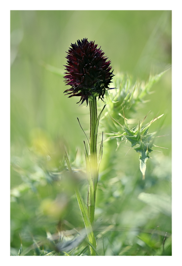 Orchidee Venete 2025 - 7