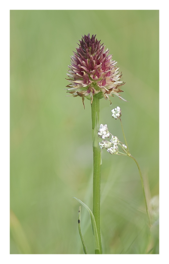Orchidee Venete 2025 - 7