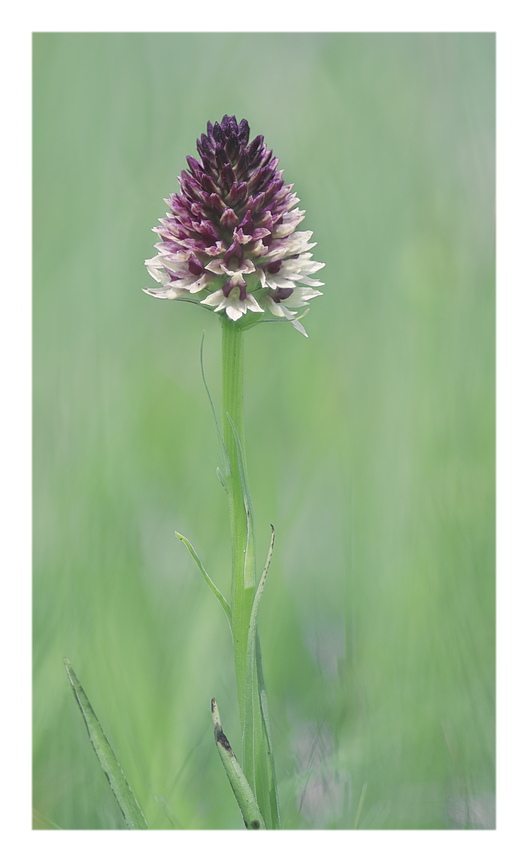 Orchidee Venete 2025 - 7