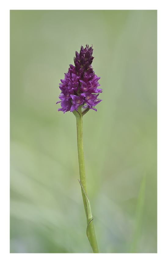 Orchidee Venete 2025 - 7