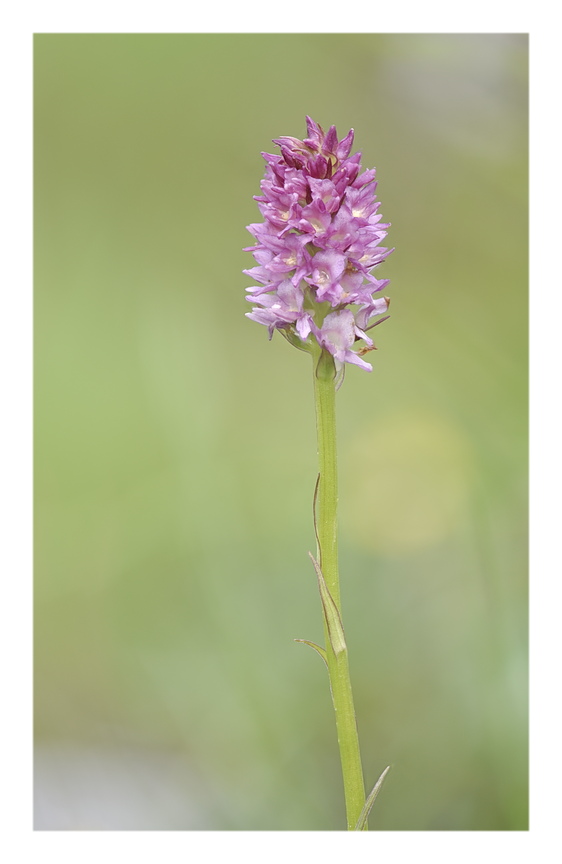 Orchidee Venete 2025 - 7