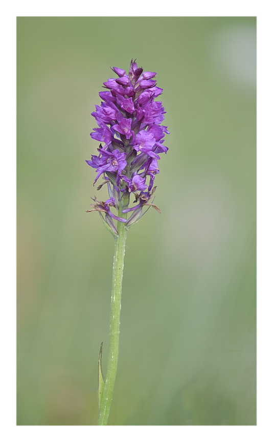 Orchidee Venete 2025 - 7