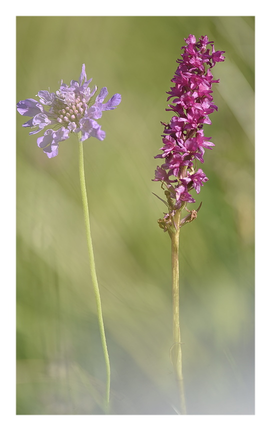 Orchidee Venete 2025 - 7