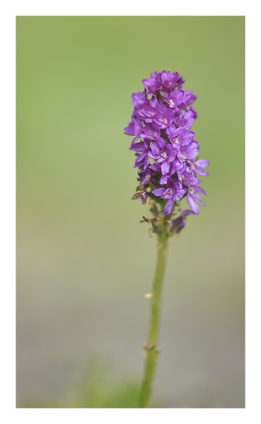 Orchidee Venete 2025 - 7