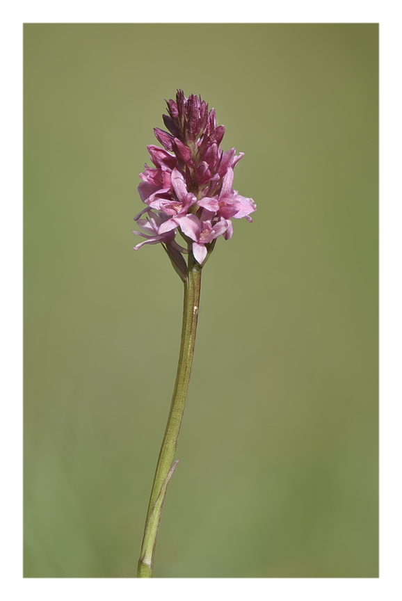 Orchidee Venete 2025 - 7