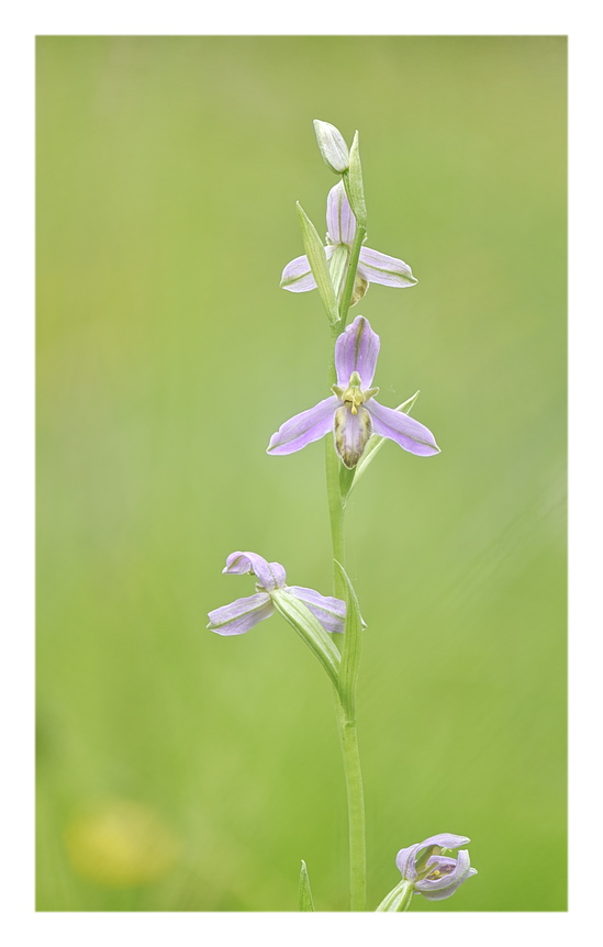 Orchidee Venete 2025 - 8
