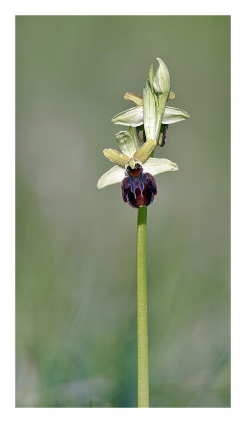 Orchidee Venete 2025 - 9