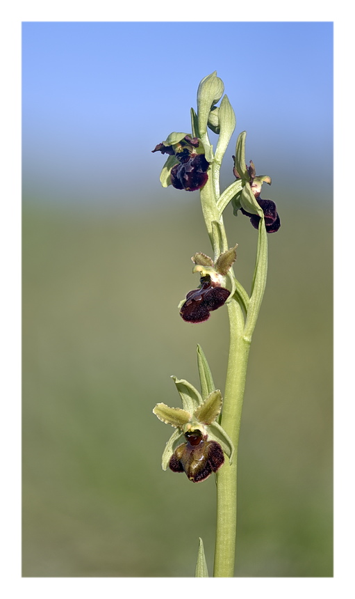 Orchidee Venete 2025 - 9
