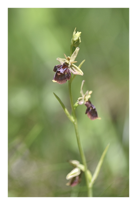 Orchidee Venete 2025 - 9