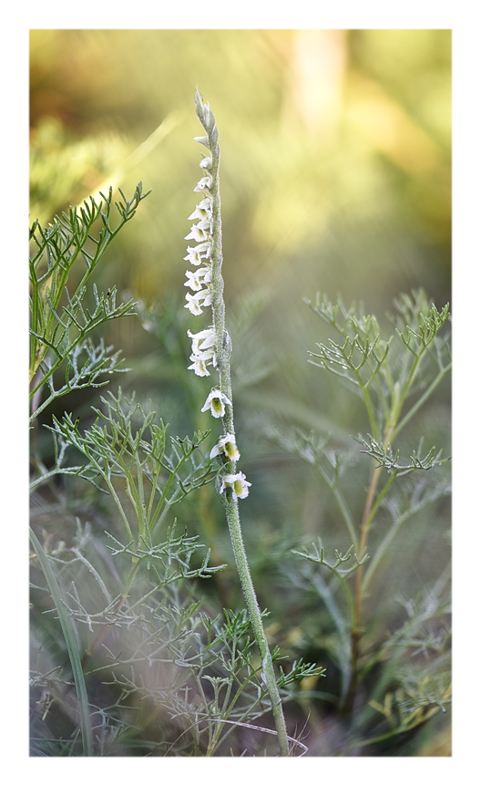 Orchidee Venete 2025 - 11