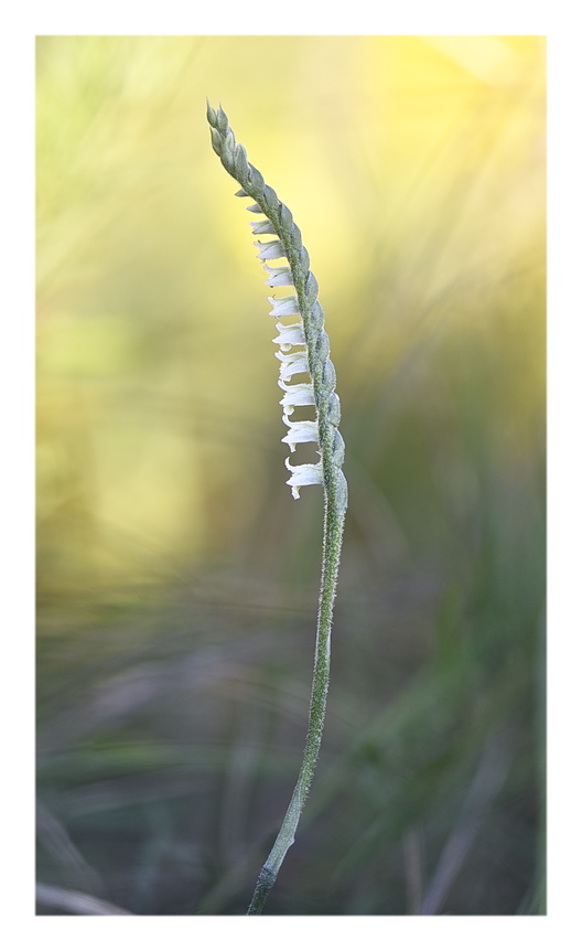 Orchidee Venete 2025 - 11