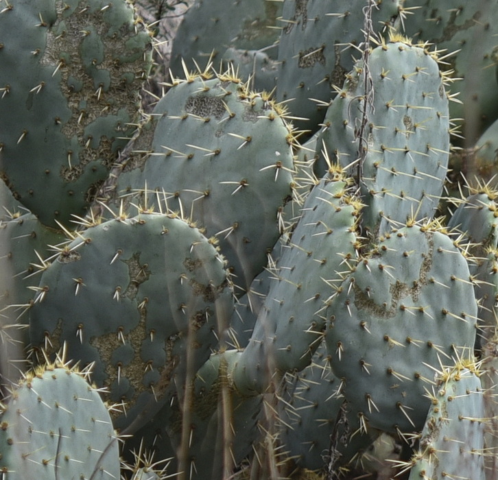Aiuto su Opuntia