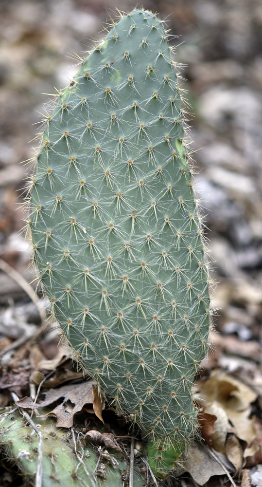 Aiuto su Opuntia