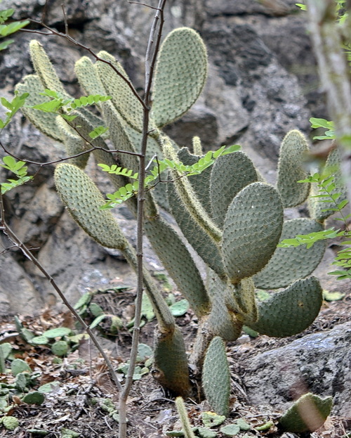 Aiuto su Opuntia