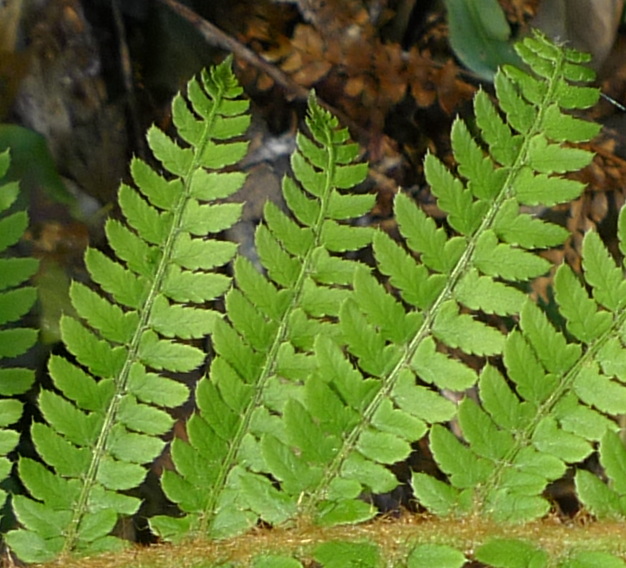 Polystichum setiferum?