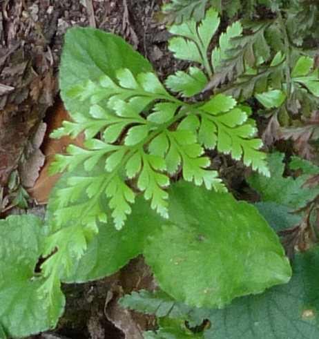 Asplenium adiantum-nigrum?