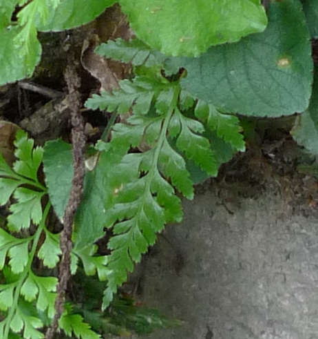 Asplenium adiantum-nigrum?