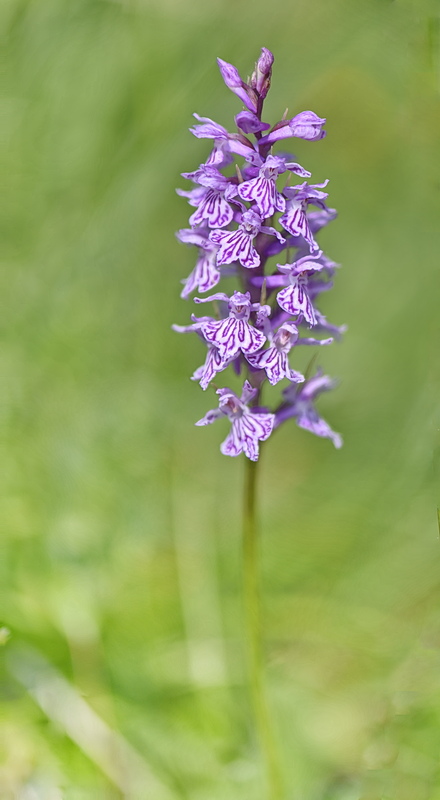 Orchidee Venete 2026 - 3