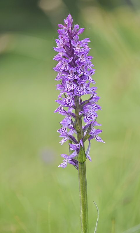Orchidee Venete 2026 - 3