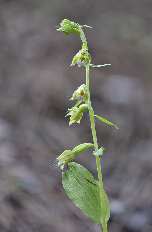 Orchidee Venete 2026 - 4