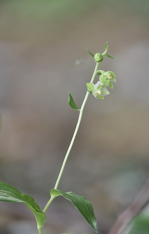 Orchidee Venete 2026 - 4