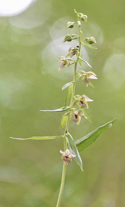 Orchidee Venete 2026 - 4