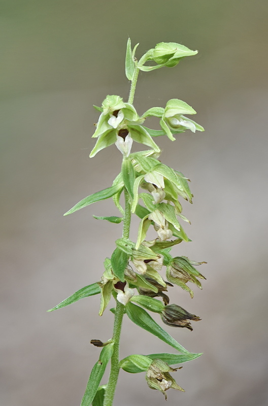Orchidee Venete 2026 - 4