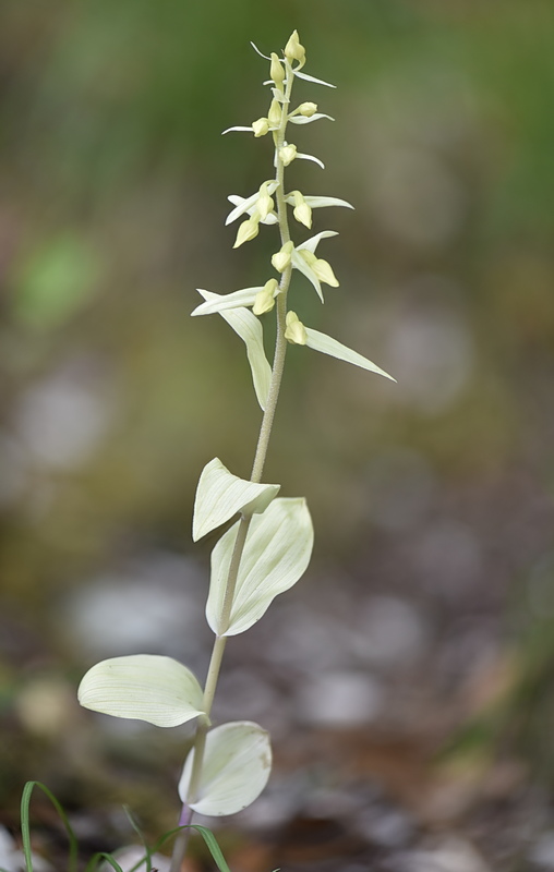 Orchidee Venete 2026 - 4