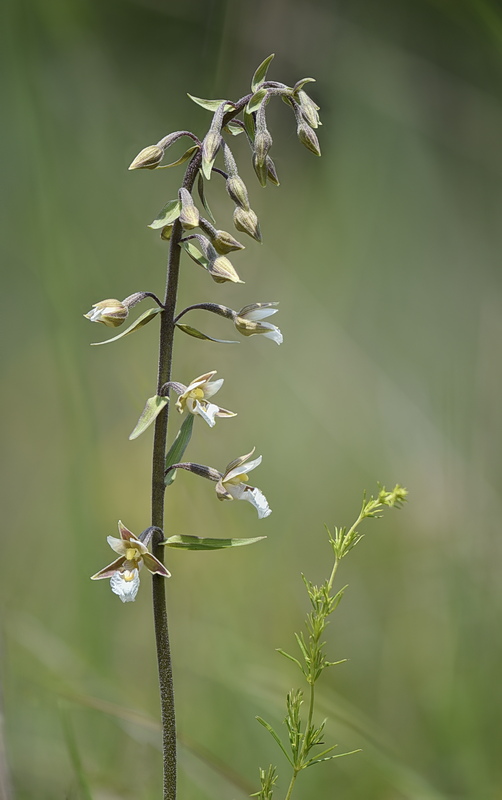 Orchidee Venete 2026 - 4