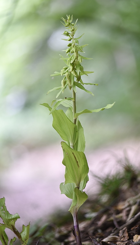 Orchidee Venete 2026 - 4