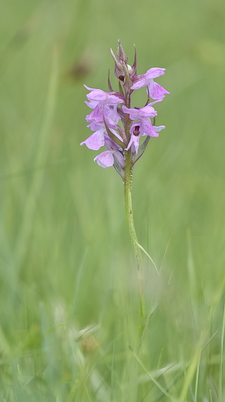Orchidee Venete 2026 - 3