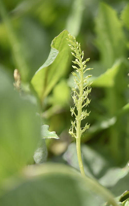 Orchidee Venete 2026 - 6