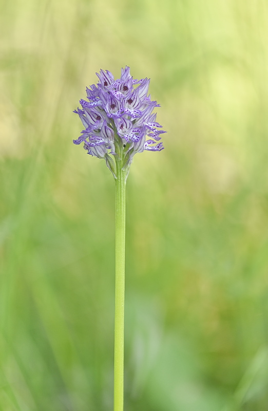 Orchidee Venete 2026 - 6