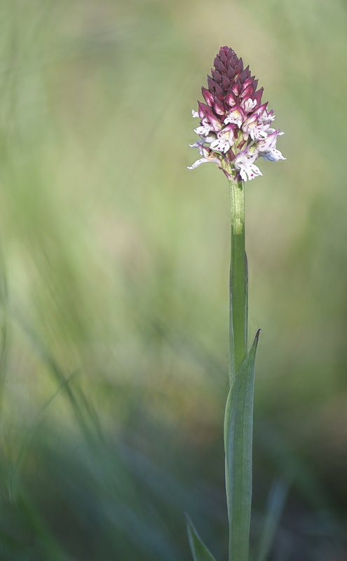 Orchidee Venete 2026 - 6