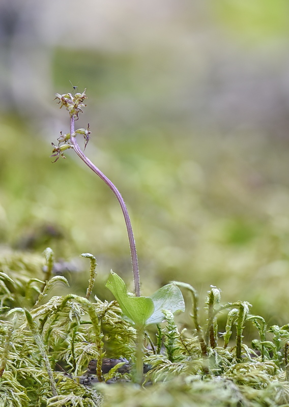 Orchidee Venete 2026 - 6