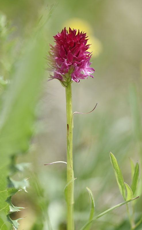 Orchidee Venete 2026 - 7