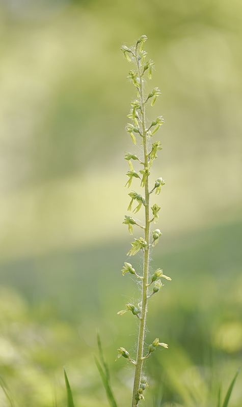 Orchidee Venete 2026 - 6