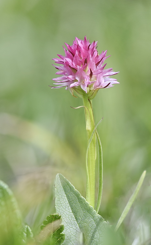 Orchidee Venete 2026 - 7
