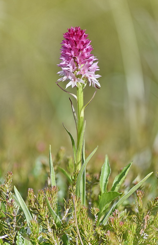 Orchidee Venete 2026 - 7