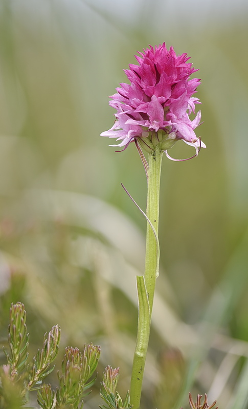 Orchidee Venete 2026 - 7